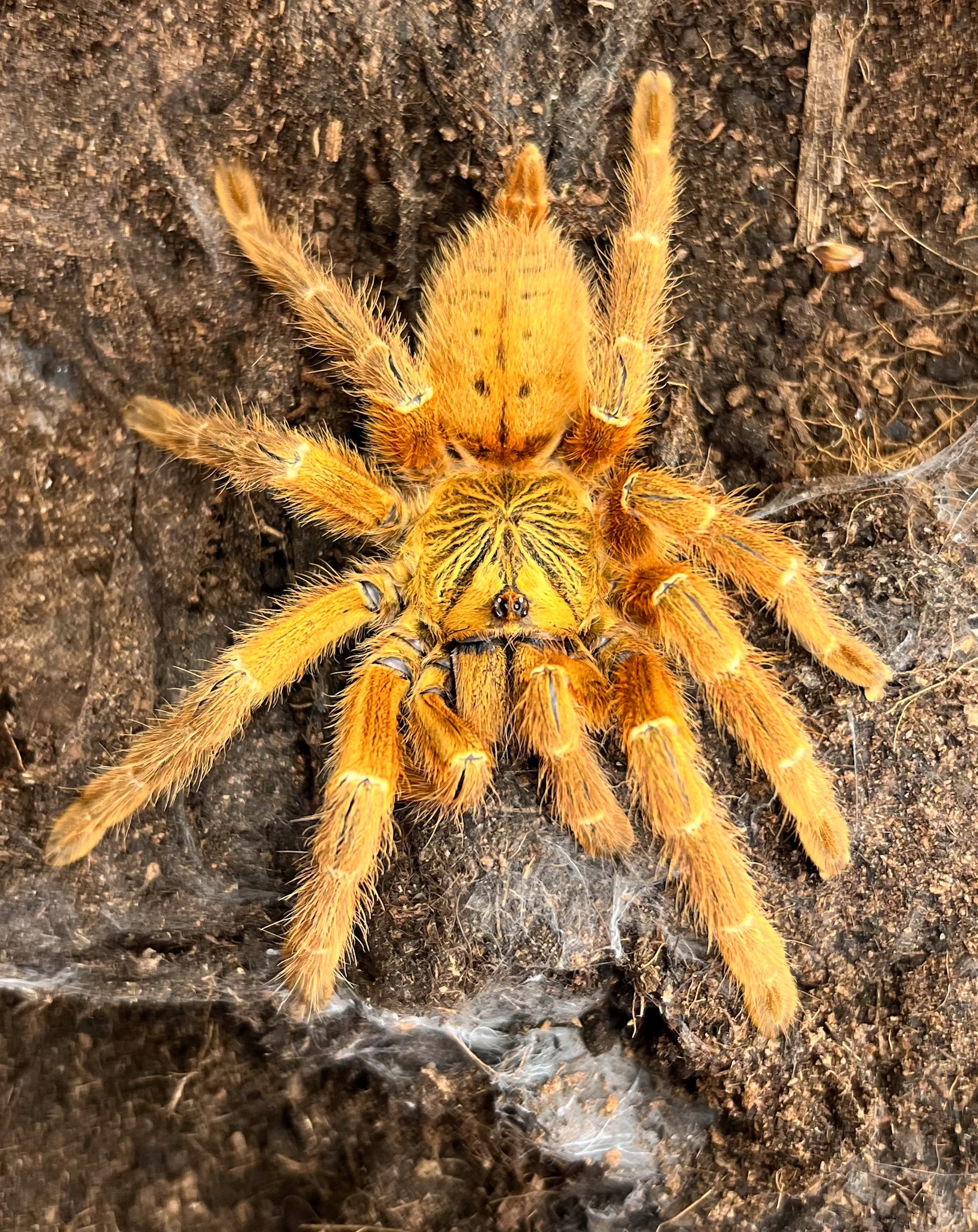 Pterinochilus murinus usambara l1