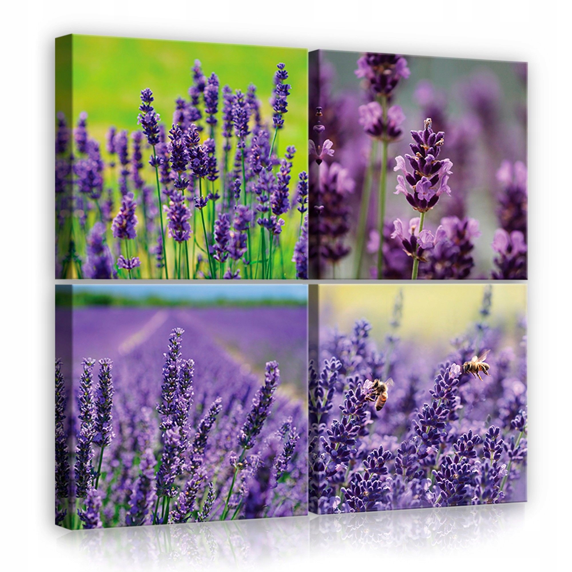Obraz 50x50 Pole levandule příroda květiny fialová léto klid