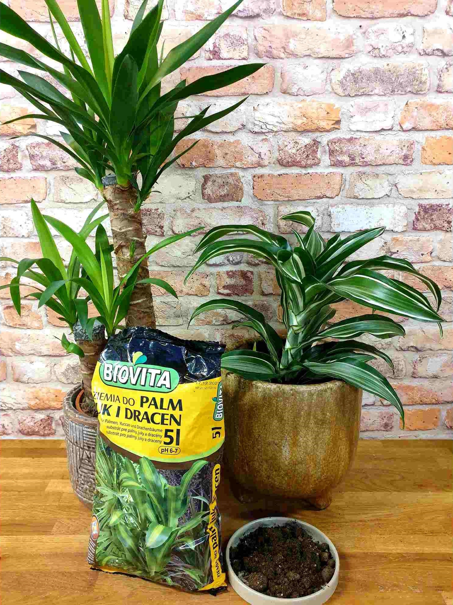 ZIEMIA PODŁOŻE DO ROŚLIN PALM JUK DRACEN +NAWÓZ 5L pH 6-7