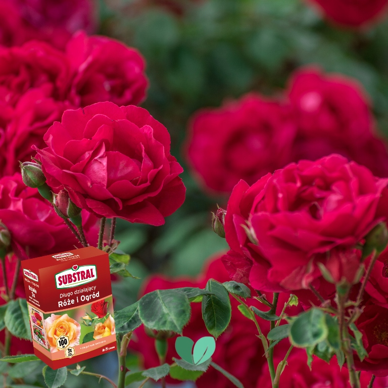 NAWÓZ DO RÓŻ I KWIATÓW 100DNI 1kg SUBSTRAL Kod producenta 000045
