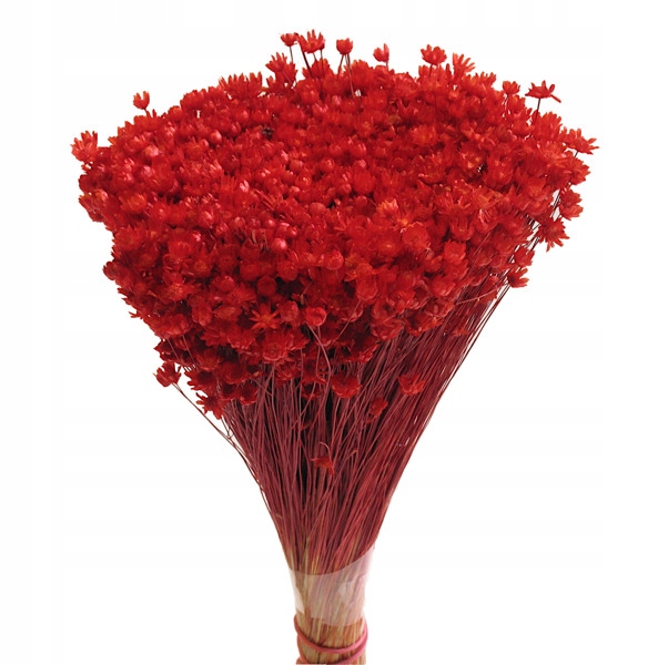 

Glixia Czerwona gliksja suszone kwiatki suszki