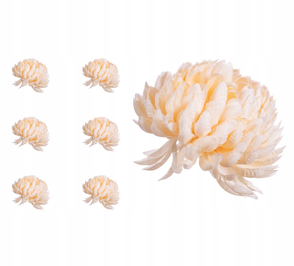 

Chryzantema ananas kremowo waniliowa 6 sztuk