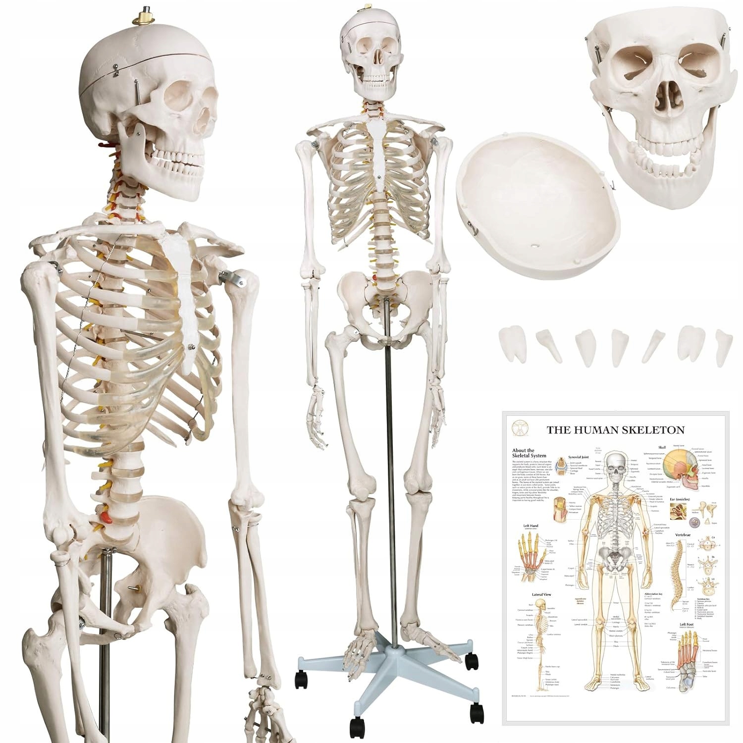 Szkielet Człowieka Ludzki Model Anatomiczny 181,5 CM Na Stojaku