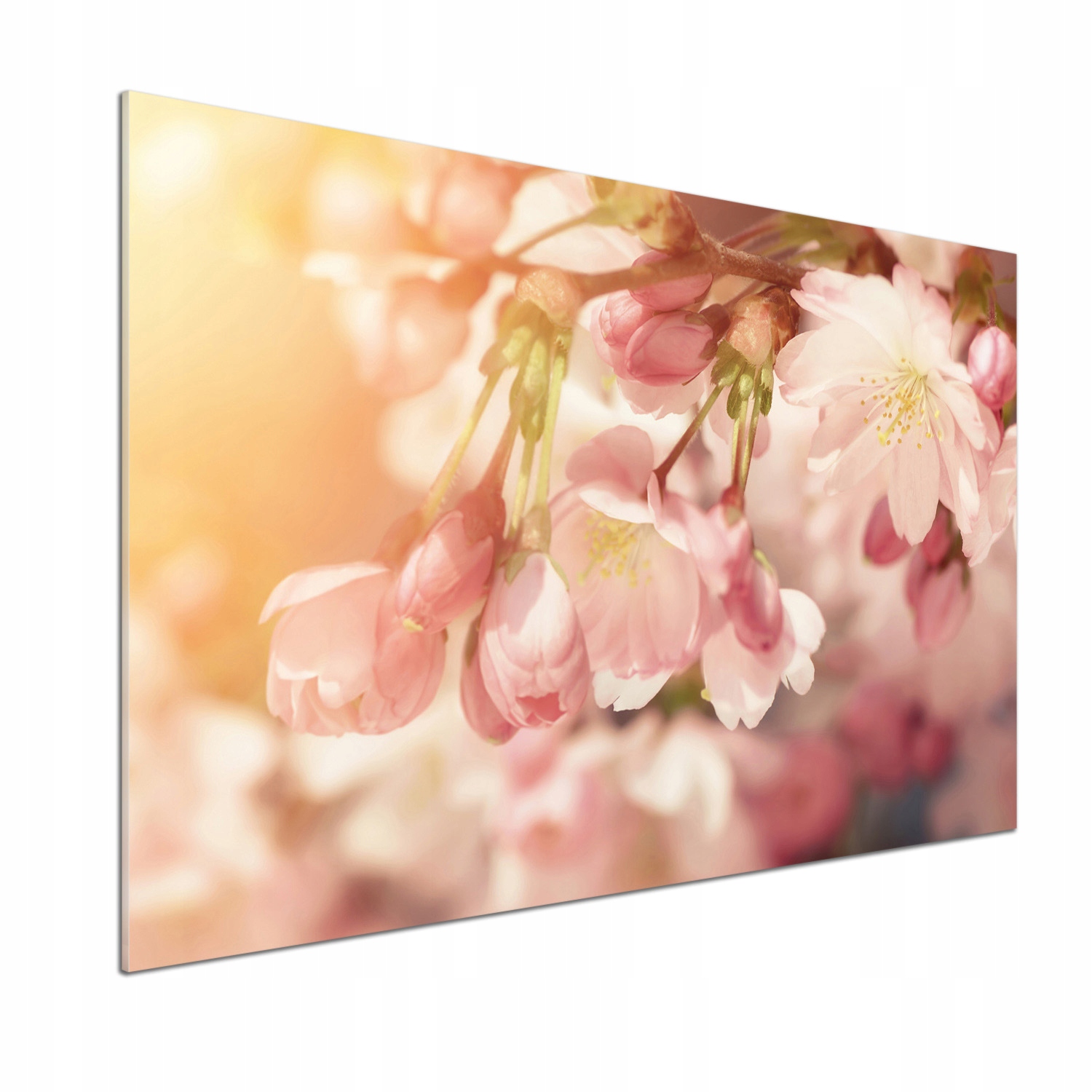 Panel dekor sklo Kvety čerešní 100x70 cm Lepidlo
