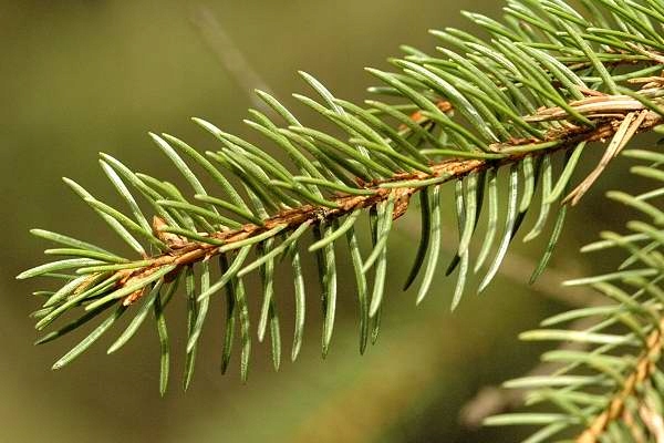 Ель обыкновенная саженцы 70-100 см питомник