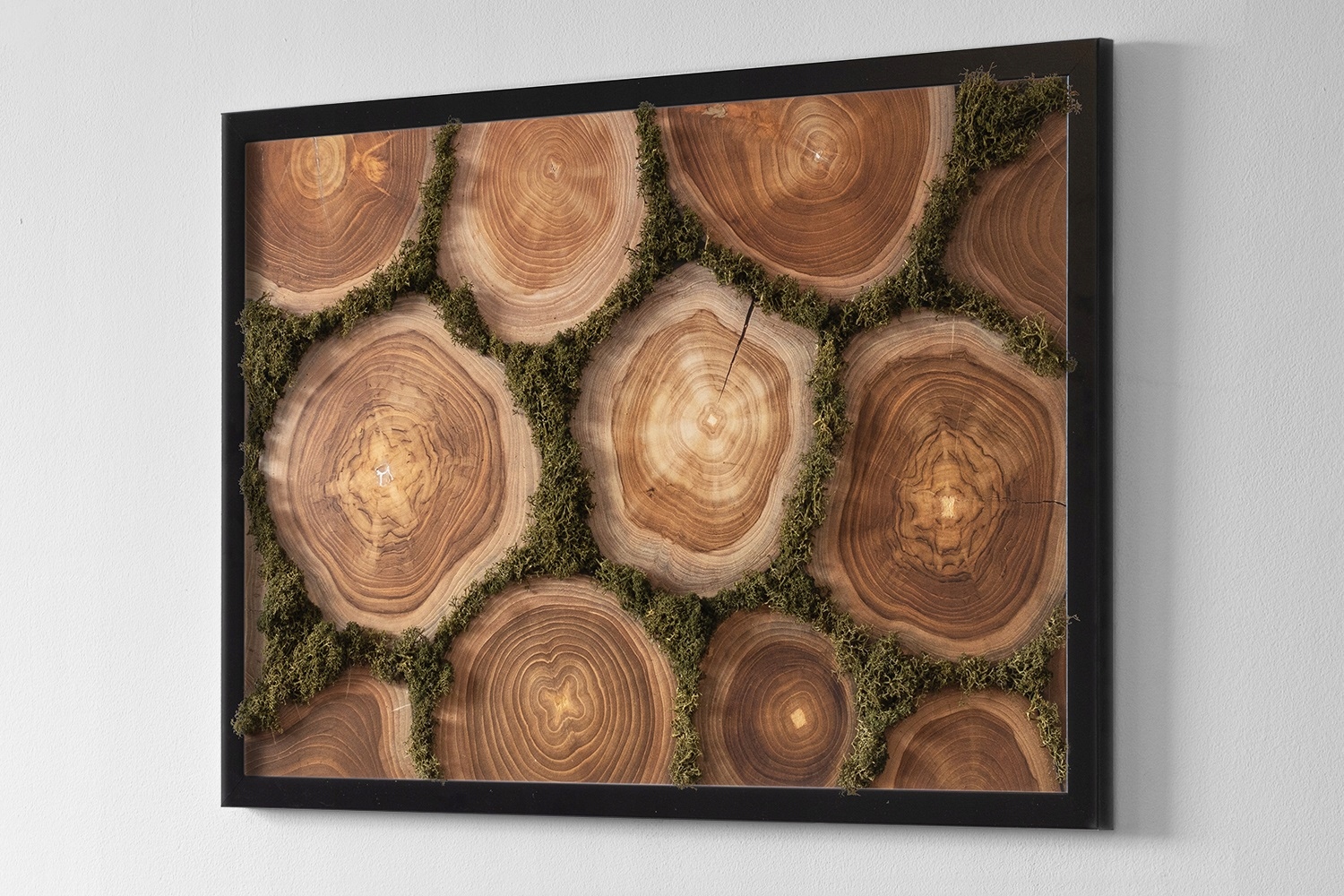 Obraz z mchem chrobotkiem Przekrój pnia 60x40 Forma w ramce