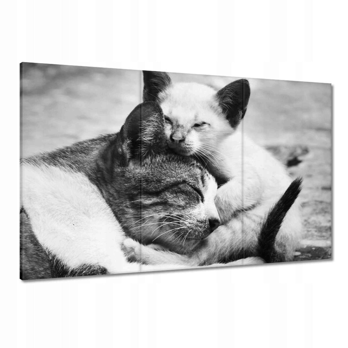 Obrazy 120x80 Kočka Kotě Kočky