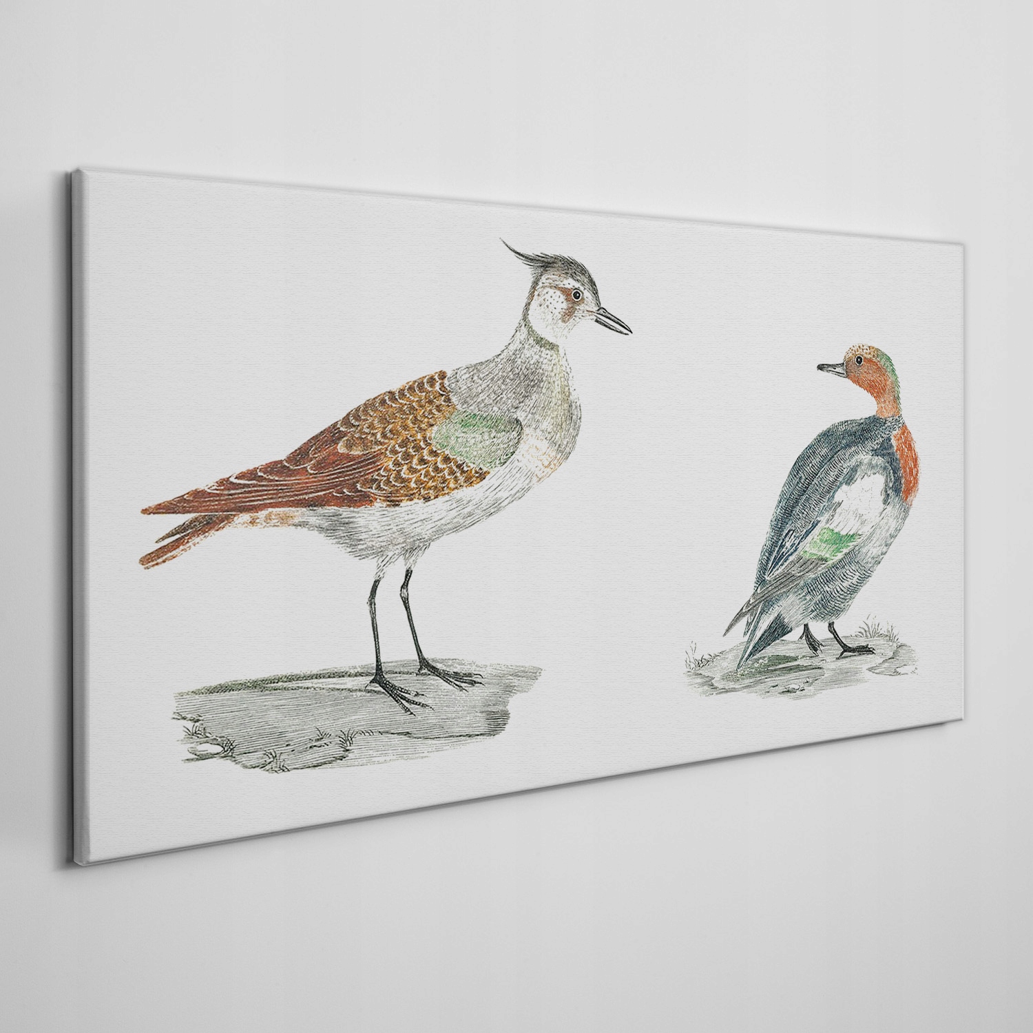 

Płótno foto obraz na ramie Zwierzęta ptaki 120x60