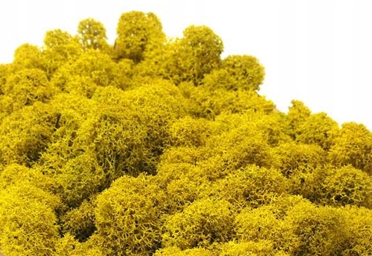 Mech Chrobotek Fiński - zółty - 100g Marka bez marki