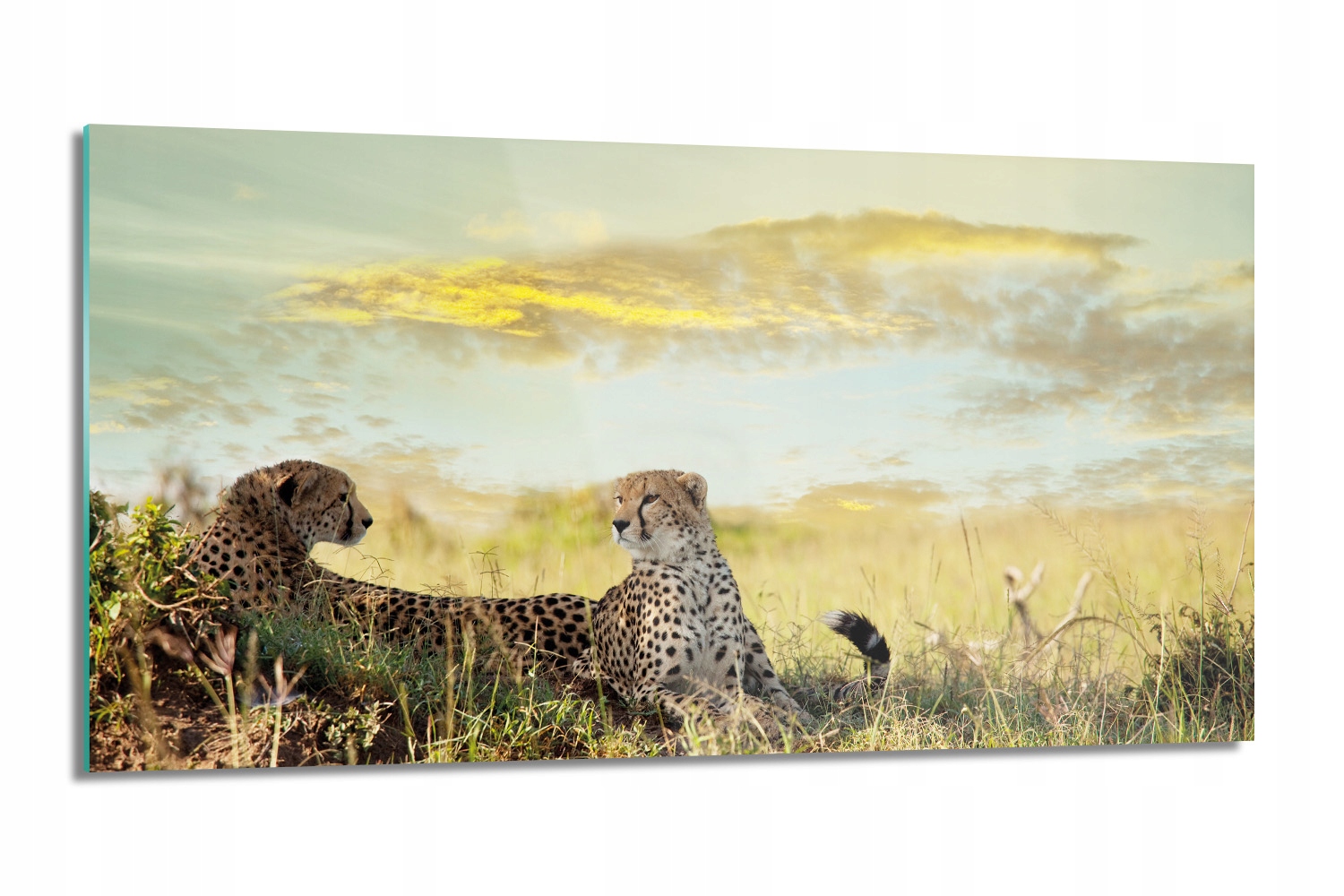 kuchynský panel Pár gepardov západ 100x50 lacobel