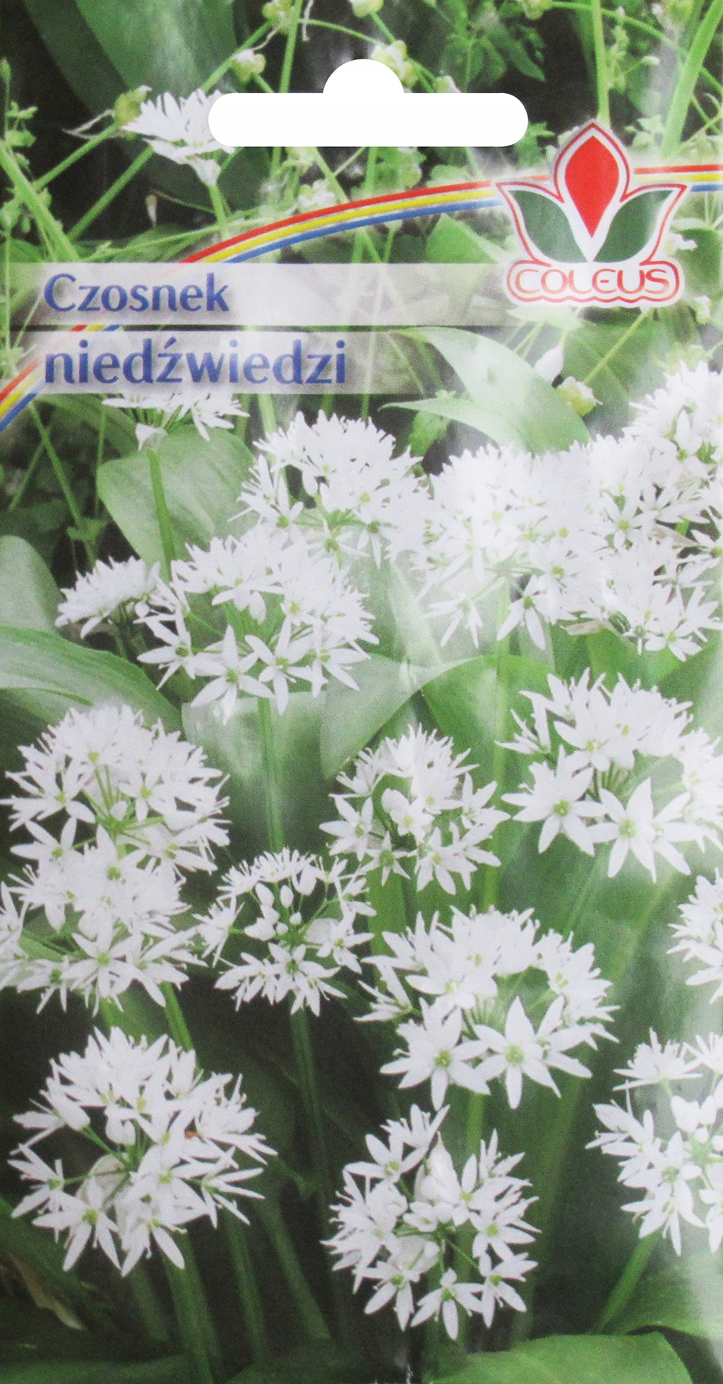 CZOSNEK NIEDŹWIEDZI 0,3G COLEUS