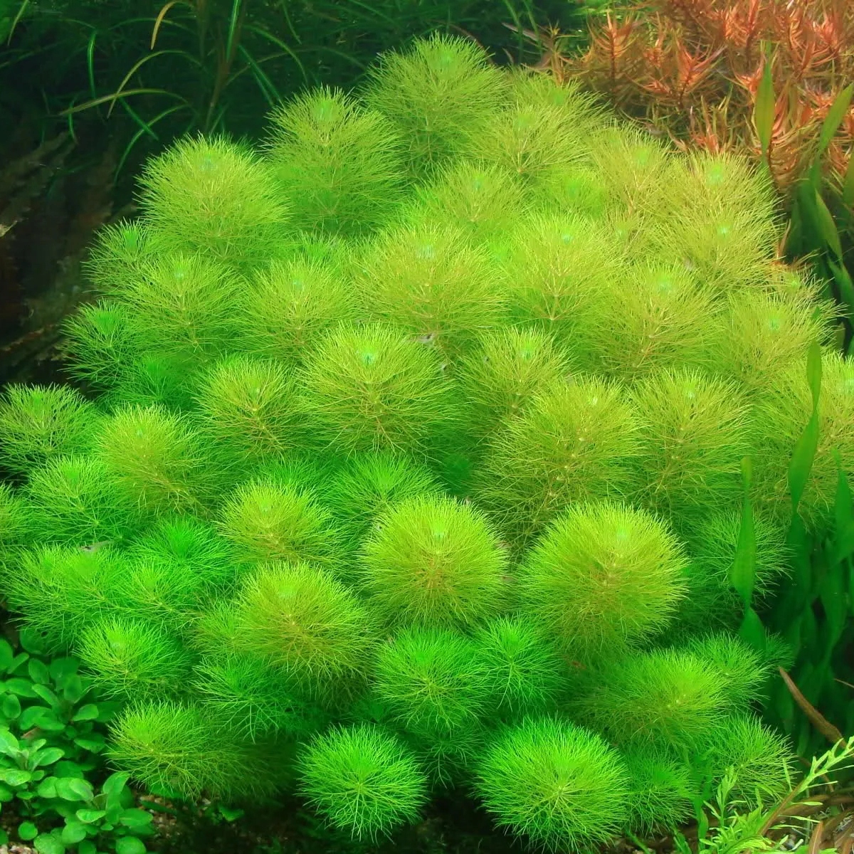 Limnophila aquatica - TROPICA (koszyk) - lisi ogon