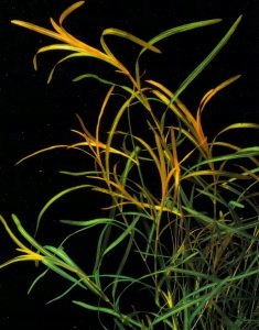 POTAMOGETON GAYI-нежные стебли-продвижение