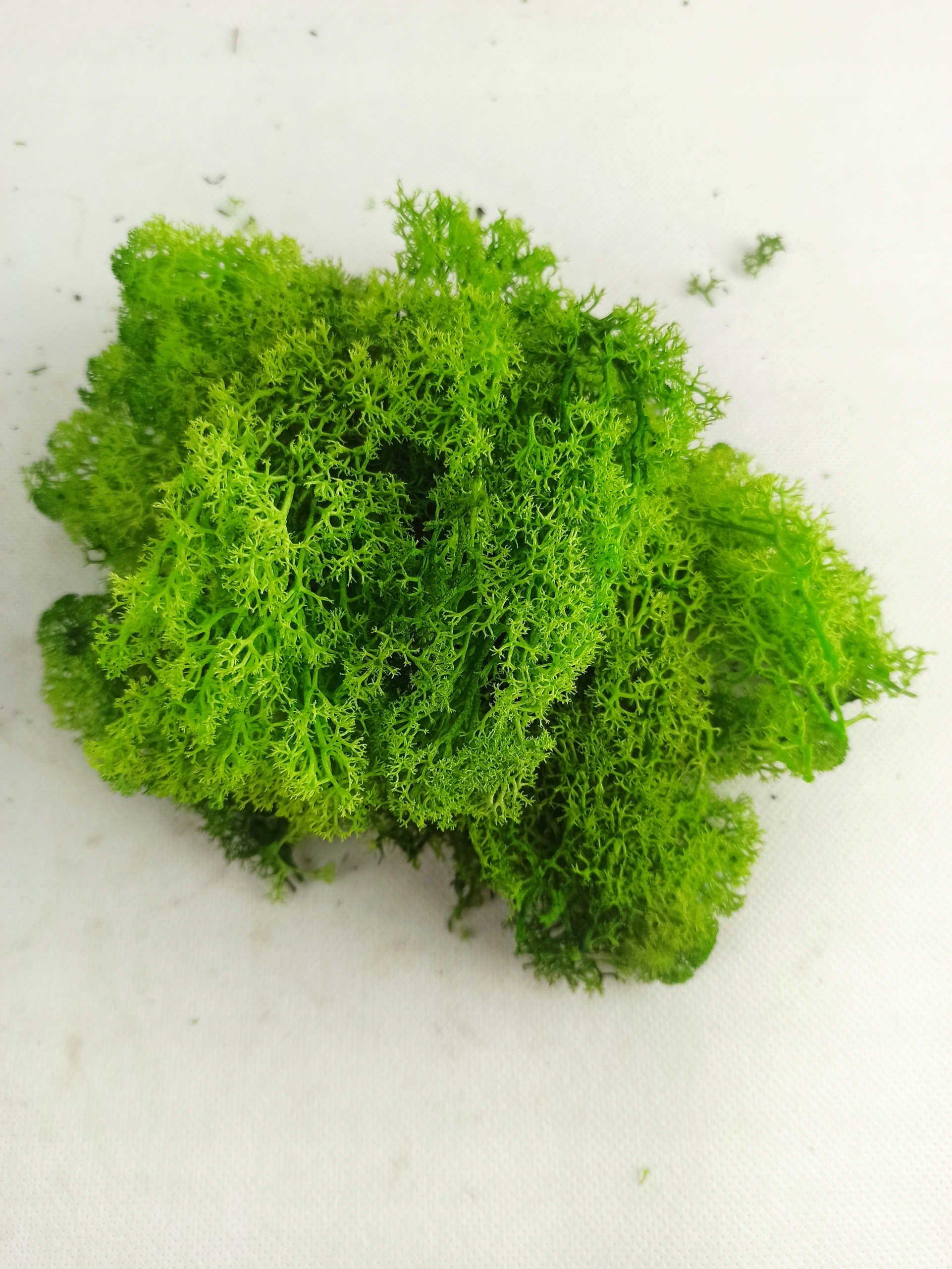 Mech chrobotek jasno zielony,oczyszczony 50g