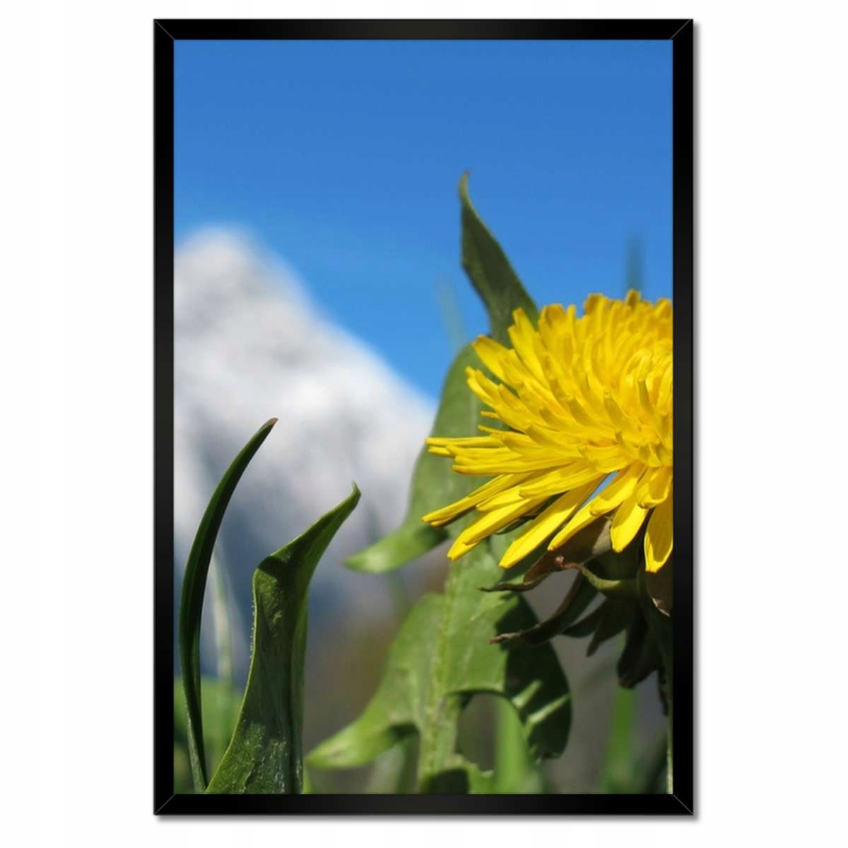Plakáty v rámu 40x60 Alpský mléč