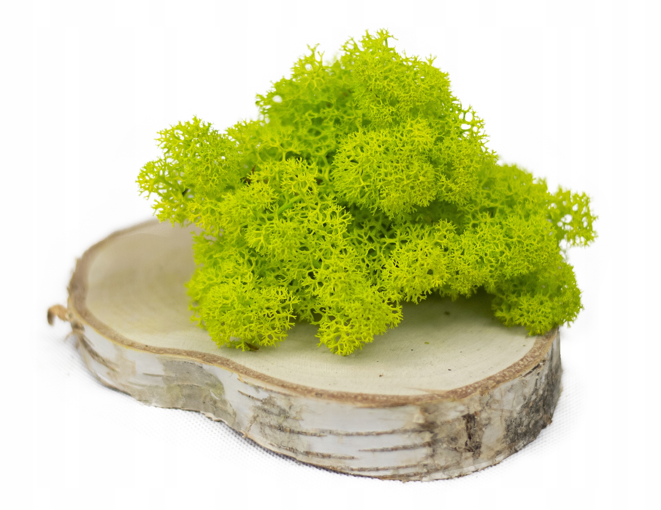 Mech Chrobotek Reniferowy RÓŻNE KOLORY 100g PREMIU Rodzaj mech chrobotek