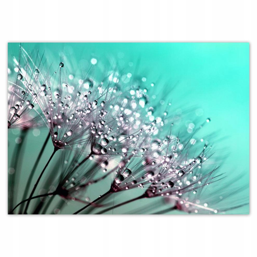 

Naklejki 70x50 Krople rosy Dmuchawiec