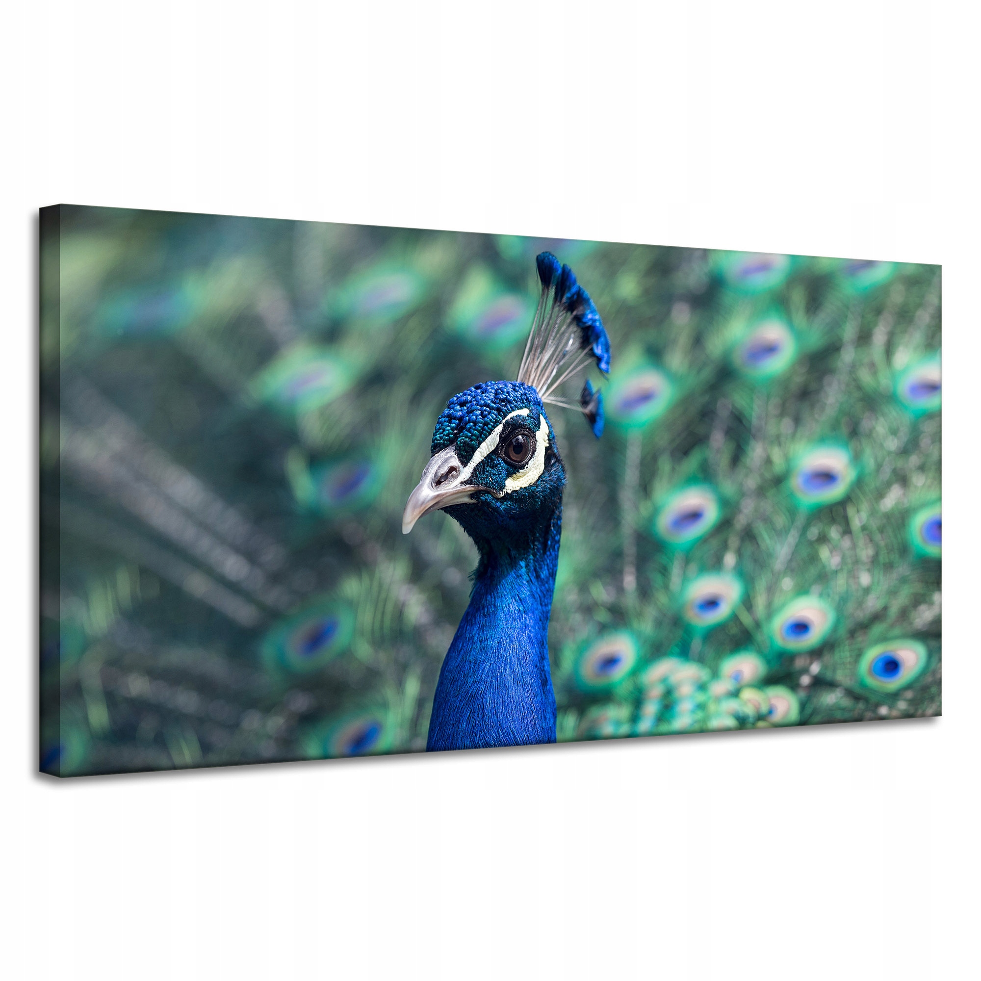 Obrazy na plátně Zvířata Pták Pyšný Páv 120x60