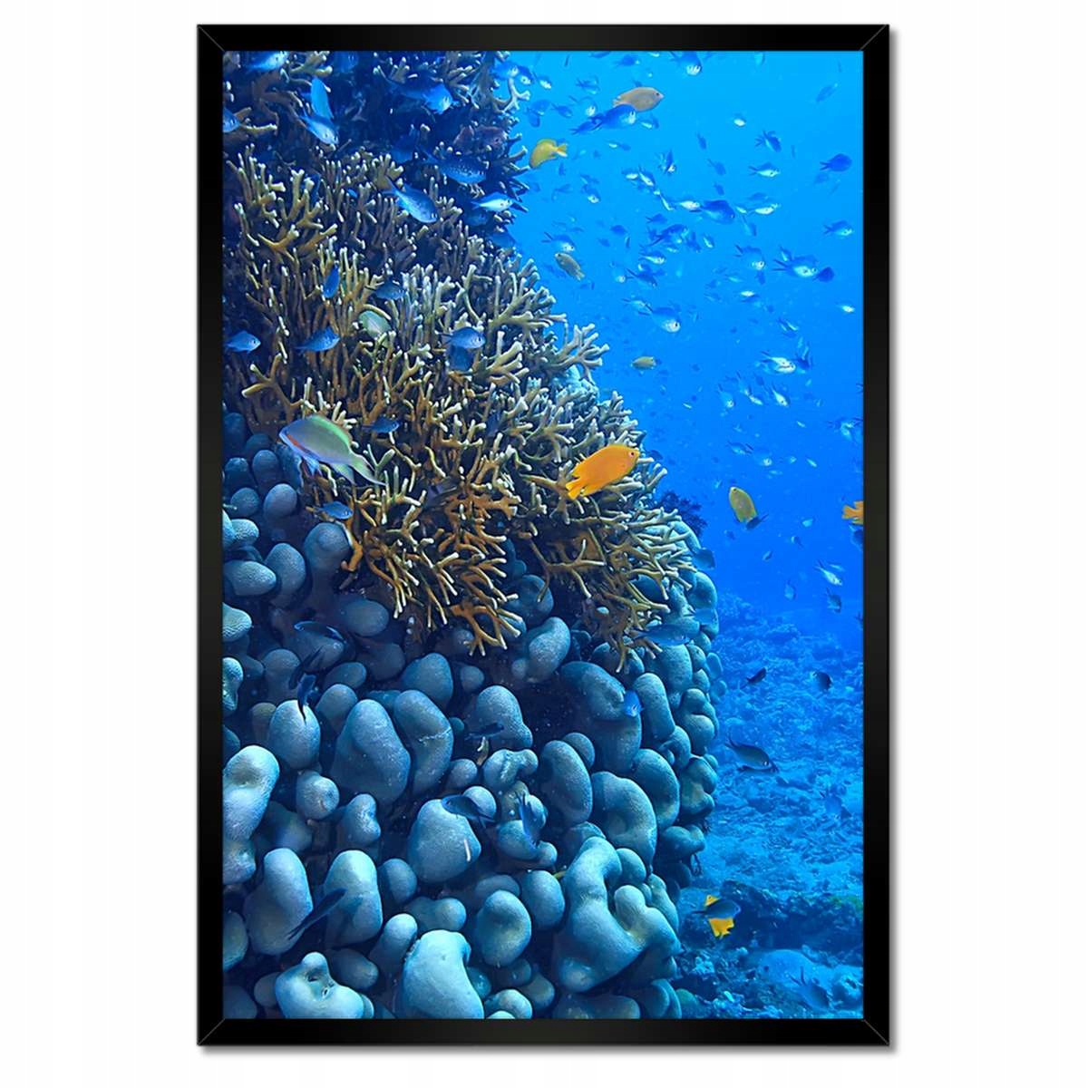 Plakáty v rámu 40x60 Podvodní laguna korále