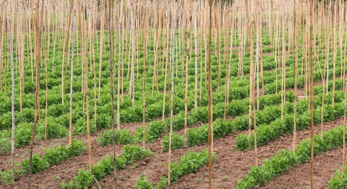 500x TYCZKA BAMBUSOWA PODPORA DO ROŚLIN KWIATÓW-TYCZKA ROŚLIN 105cm 8-10mm Wysokość produktu 105 cm