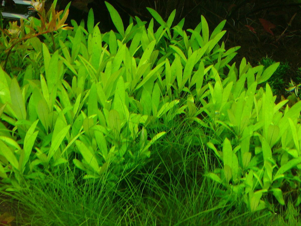 HYGROPHILA SIAMENSIS 53B - 5 SZT. - подводное разведение