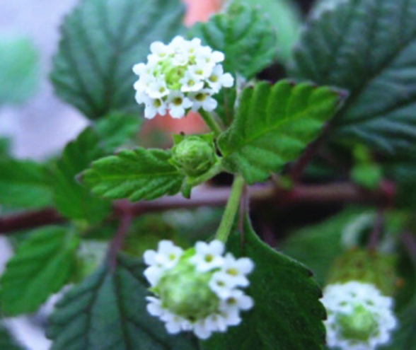 Слаще стевии (Lippia Dulcis) семена