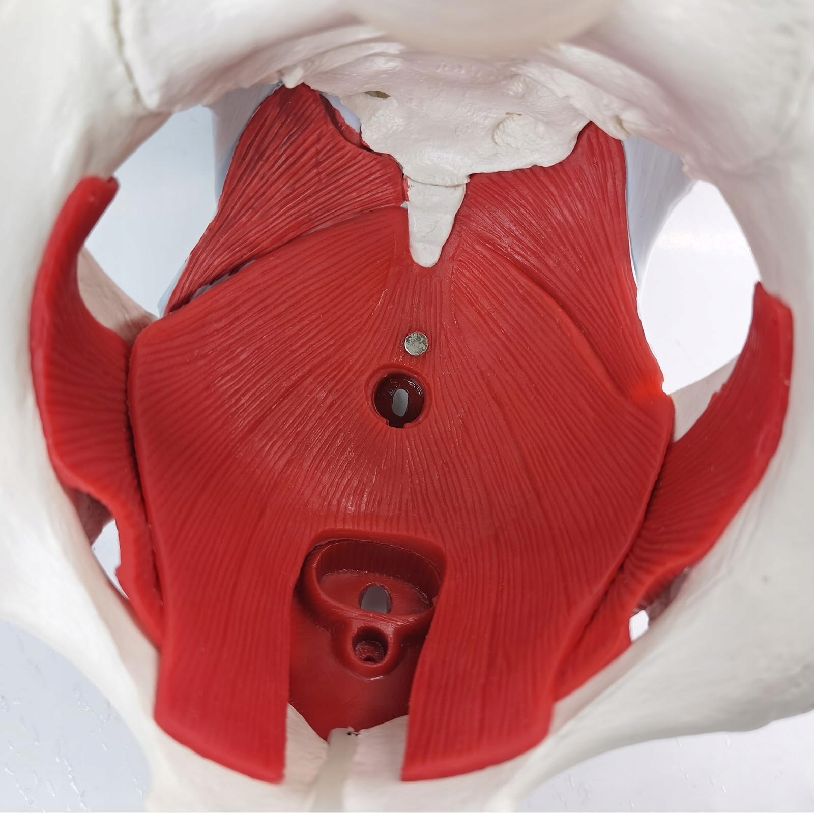 WEIBLICHES Becken Perineum Model Z Organami Edukacyjne 6 Części — miniatura 4