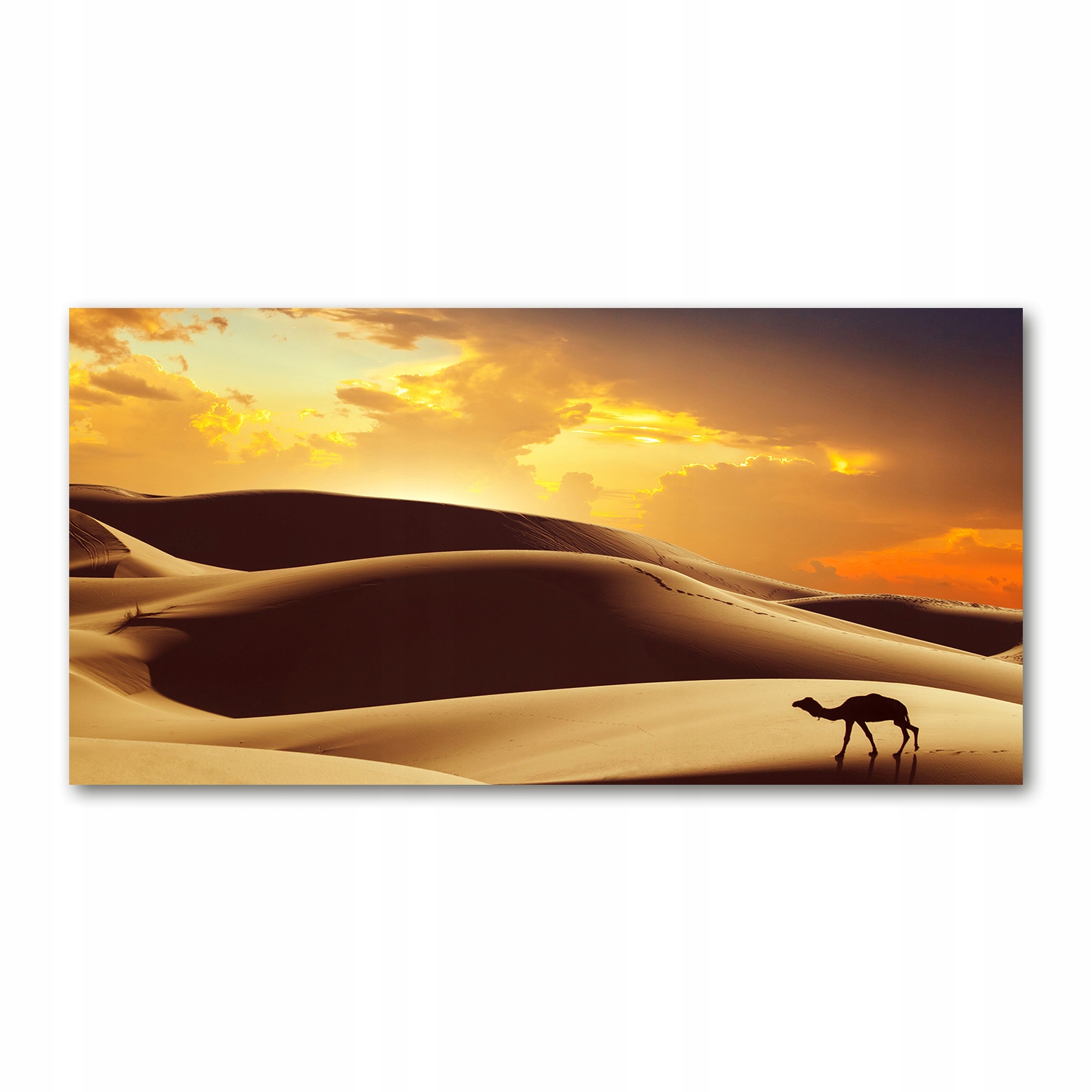 

Foto obraz akryl zdjęcie Wielbłąd Sahara 120X60 cm