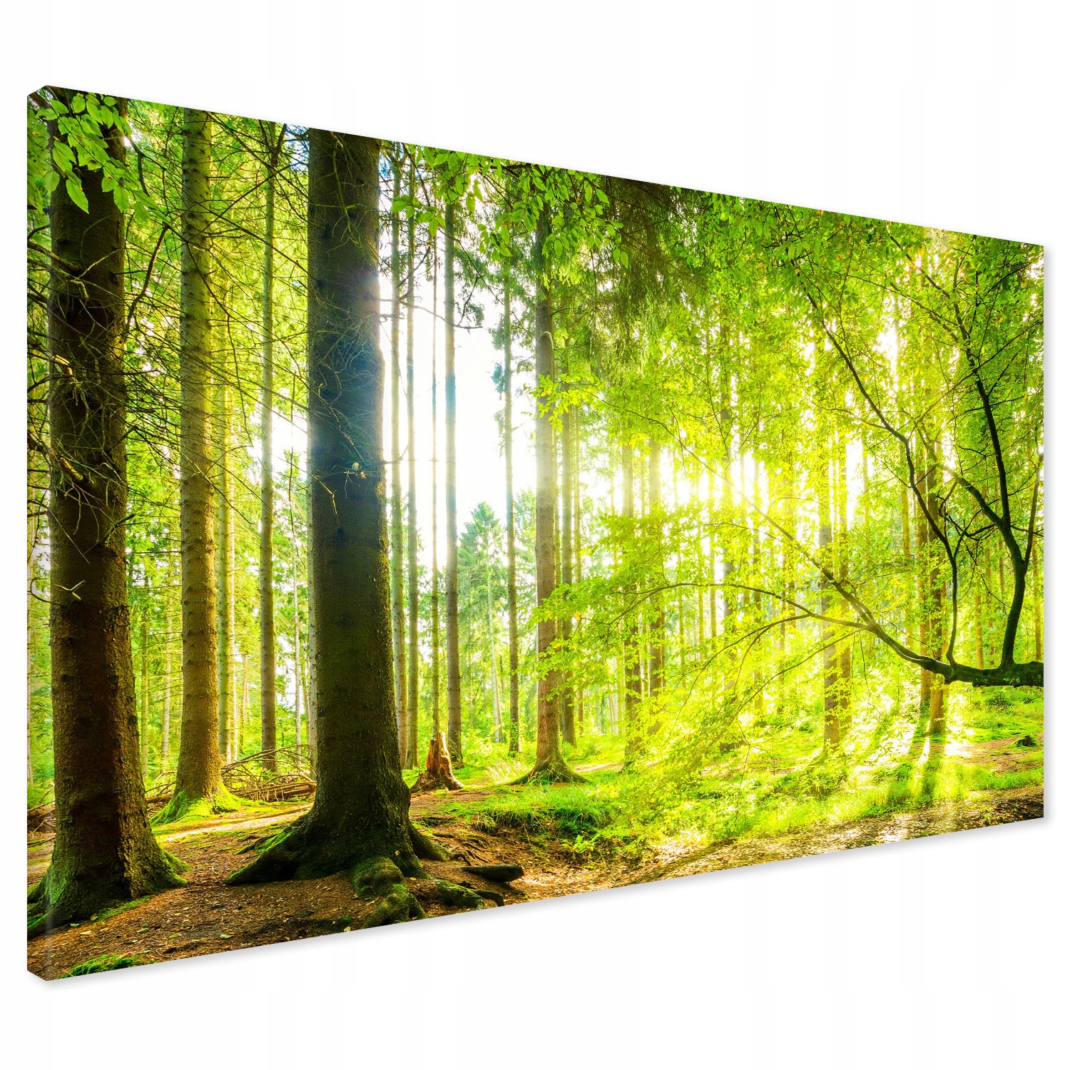 

Obraz na płótnie las drzewa 120x80