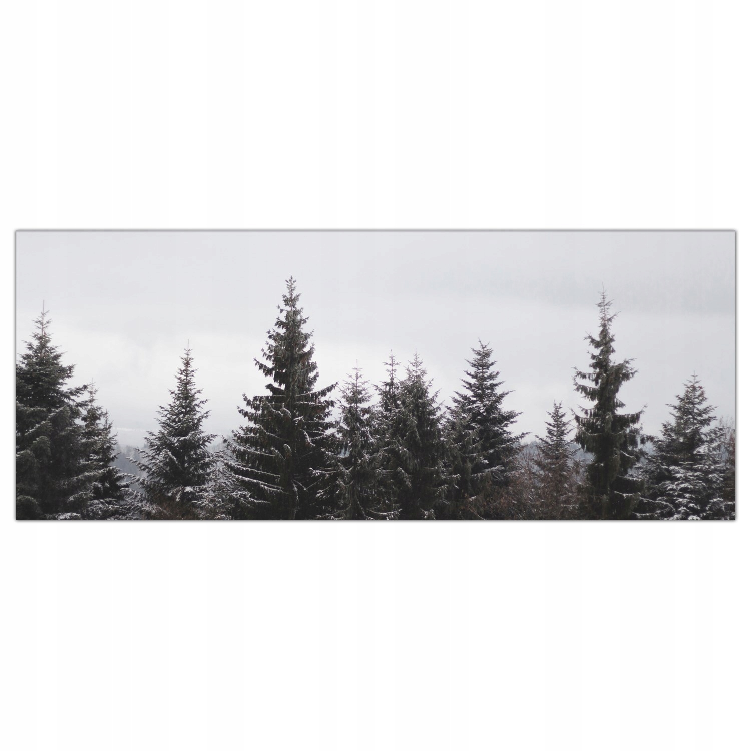 

Obraz Szklany Foto-obraz Drzewa Las Natura 125x50