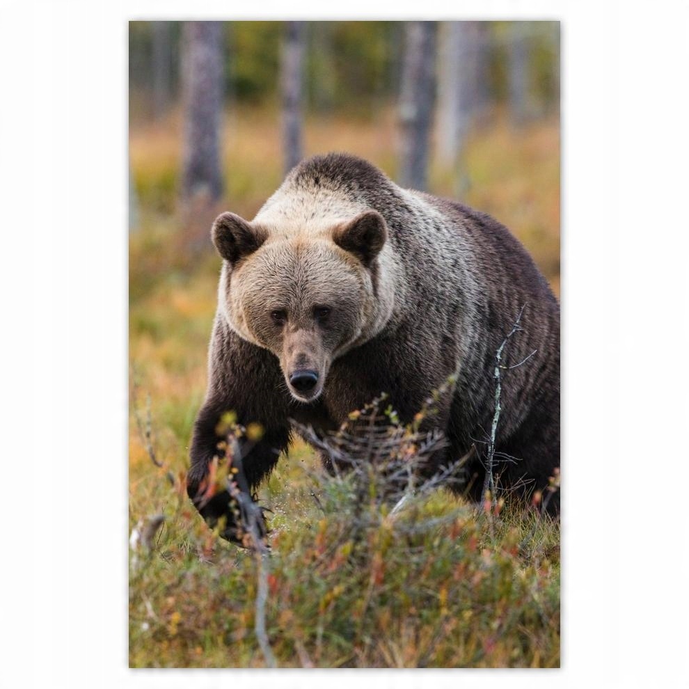 

Plakat samoprzylepny 40x60 Zwierzęta Zwierzątka