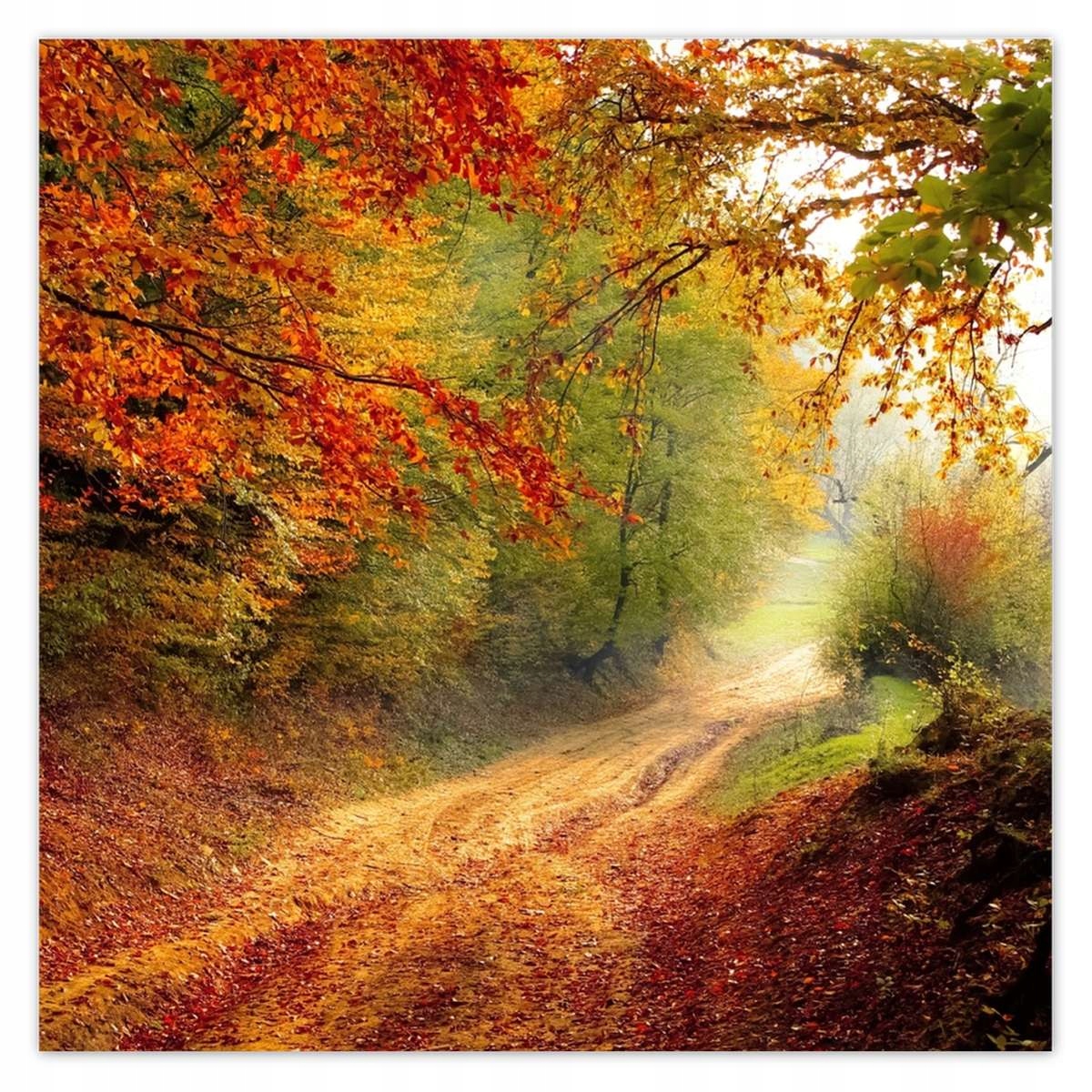 Fototapety 312x312 Cesta v lese podzim