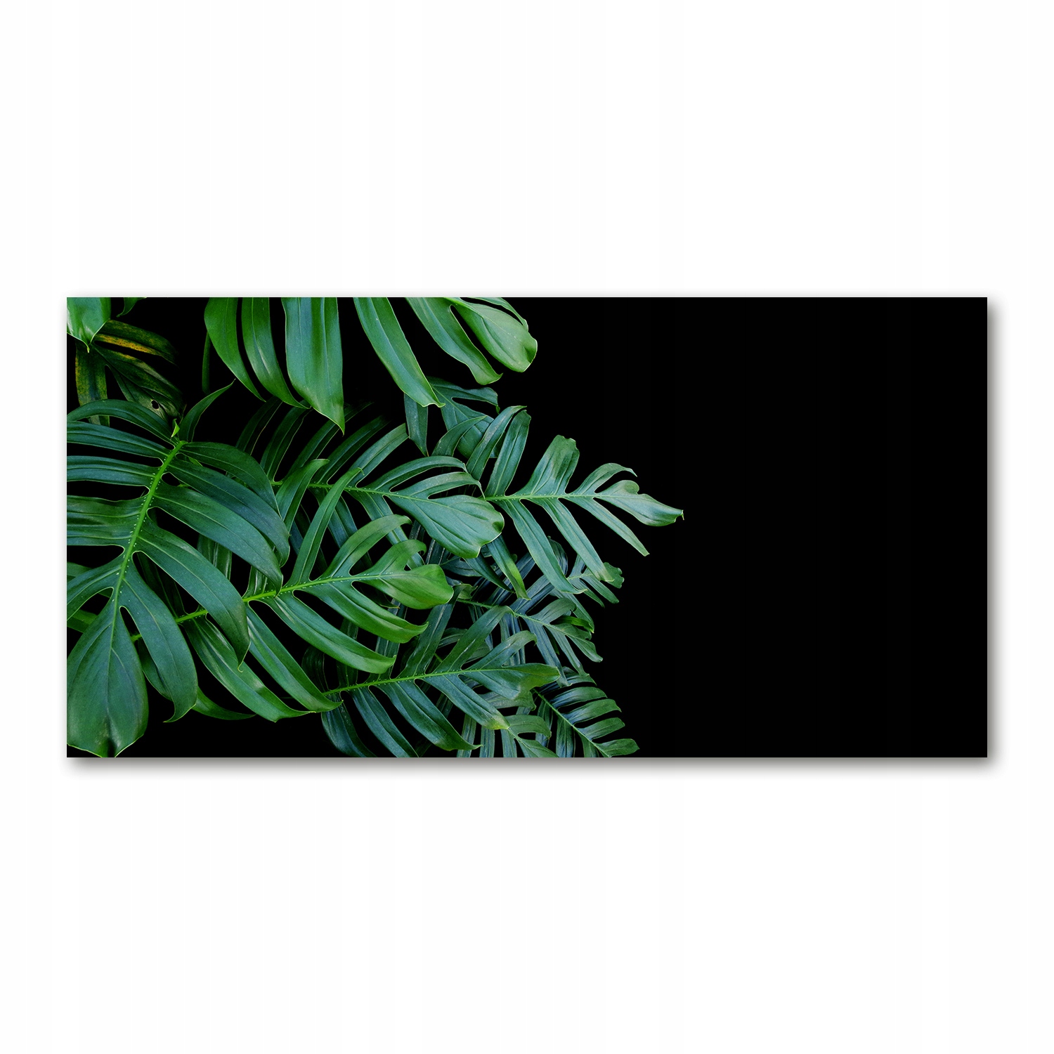 

Foto obraz szkło hartowane Monstera 140x70