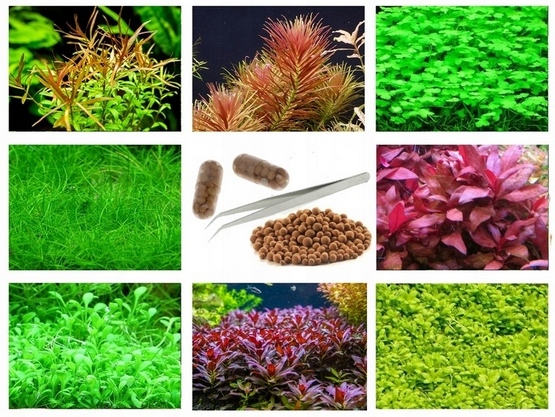 МИКС НАБОР ЛЕГКИХ РАСТЕНИЙ ДЛЯ АКВАРИУМА ШАРИКИ КАПСУЛЫ ПИНЦЕТ _ 3 ПЛАНЫ