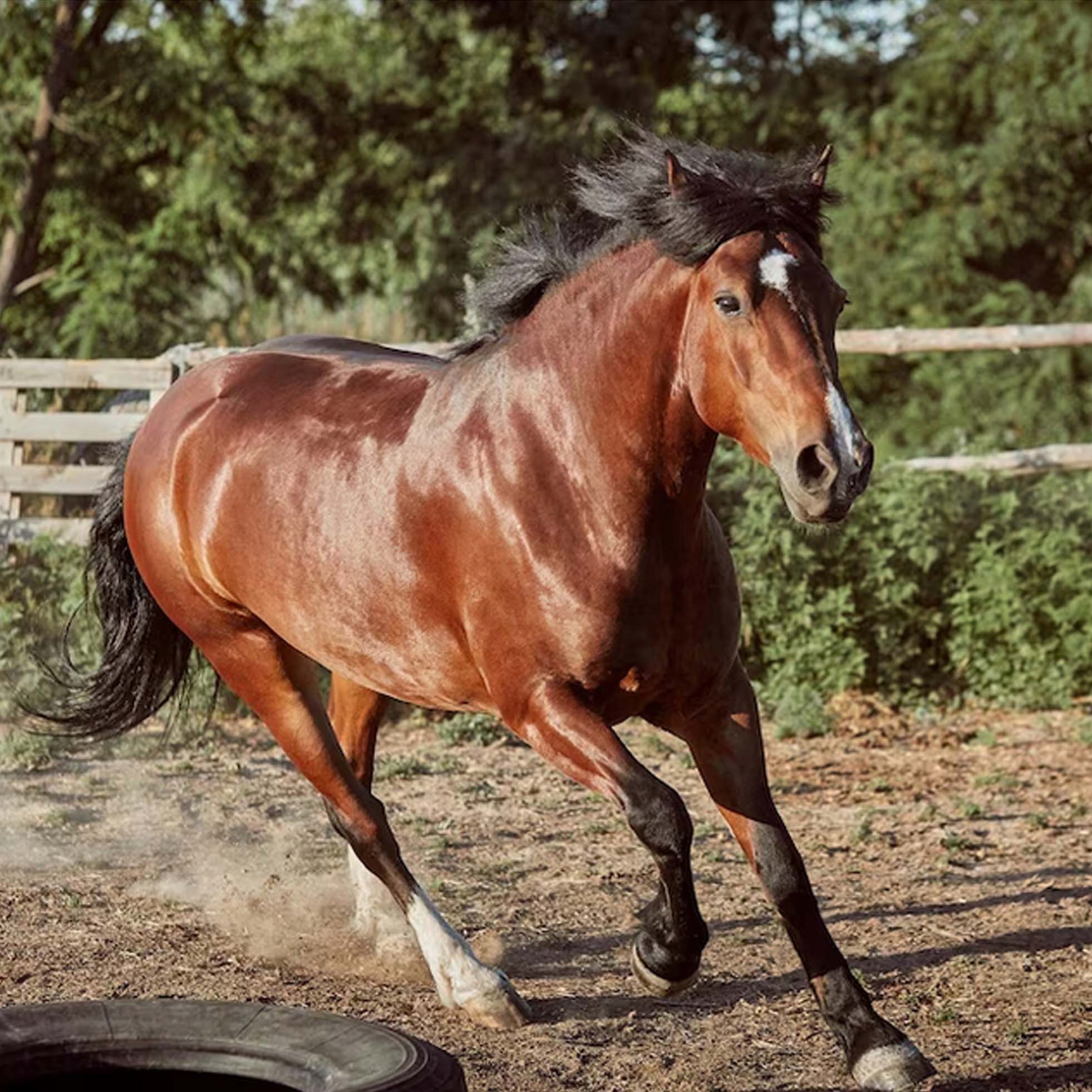 Olej Lniany dla koni, Pasza dla koni, Suplement 5L Rodzaj olej
