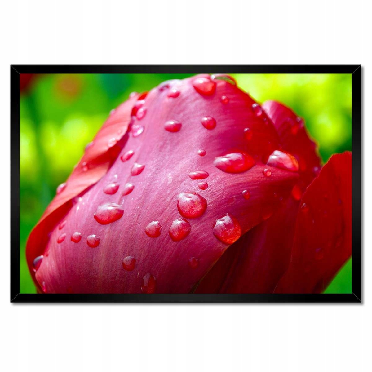 Plakáty v rámu 60x40 Tulipány Květiny