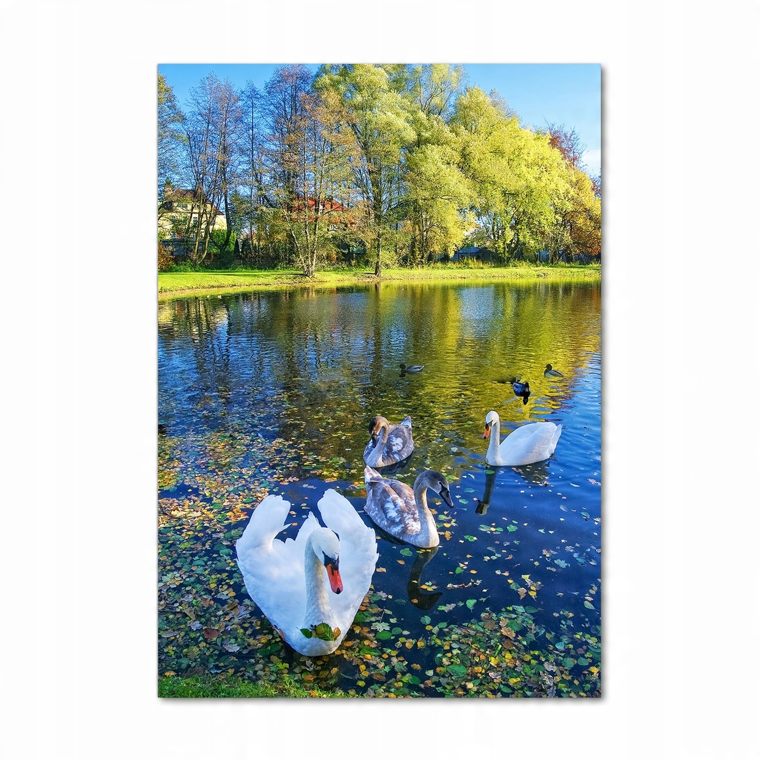

Foto obraz na szkle Łabędzie na stawie 70x100 cm