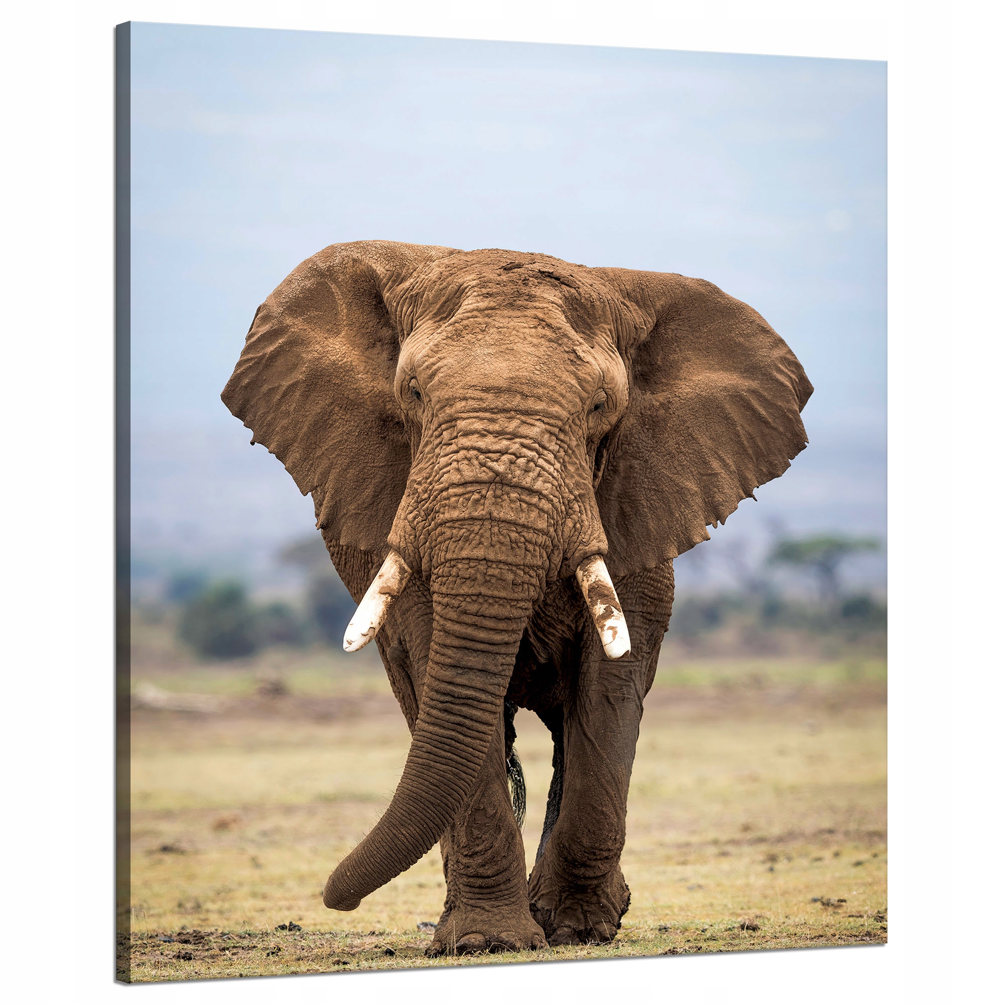 Obraz na plátně Slon Afrika Umění Příroda 80x100 cm Ideální jako dárek