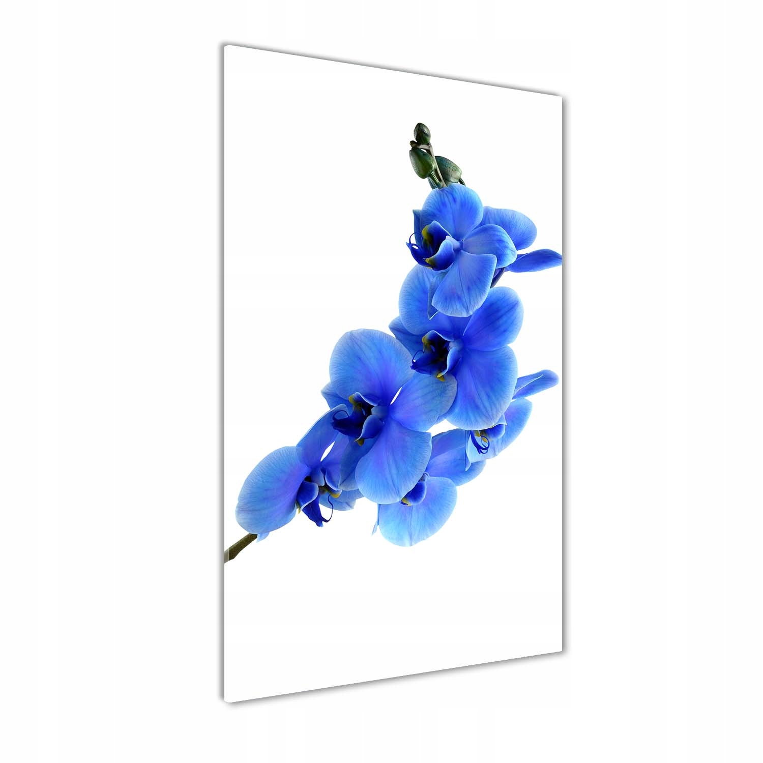 

Foto obraz akrylowy Niebieska orchidea 60x120 cm