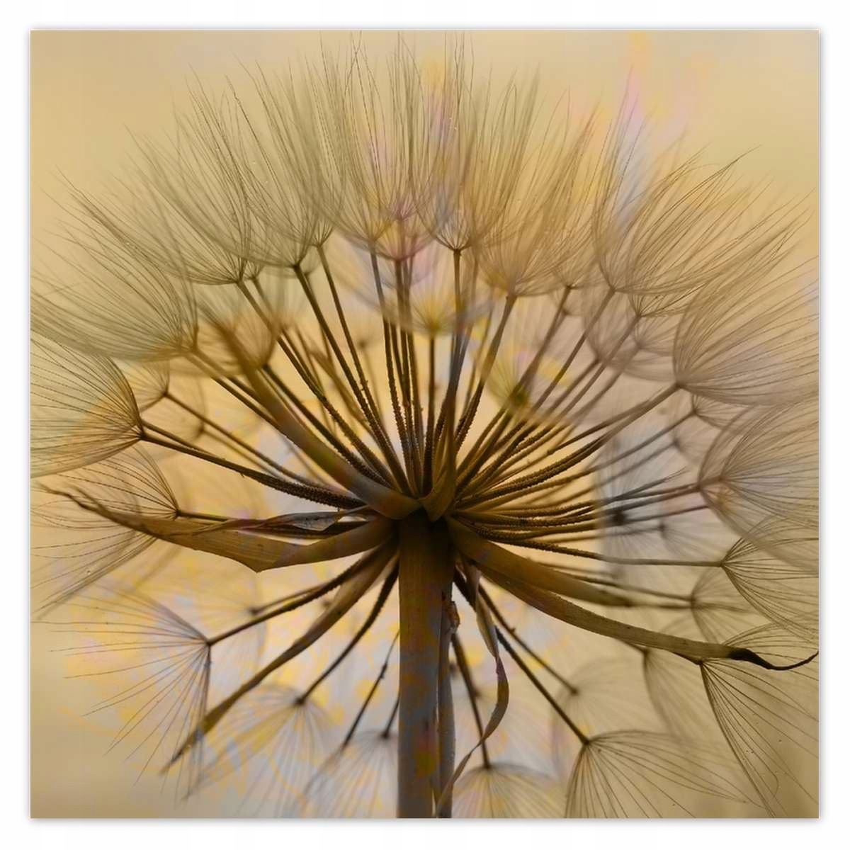 Plakáty 140x140 Pampeliška Květ Květiny