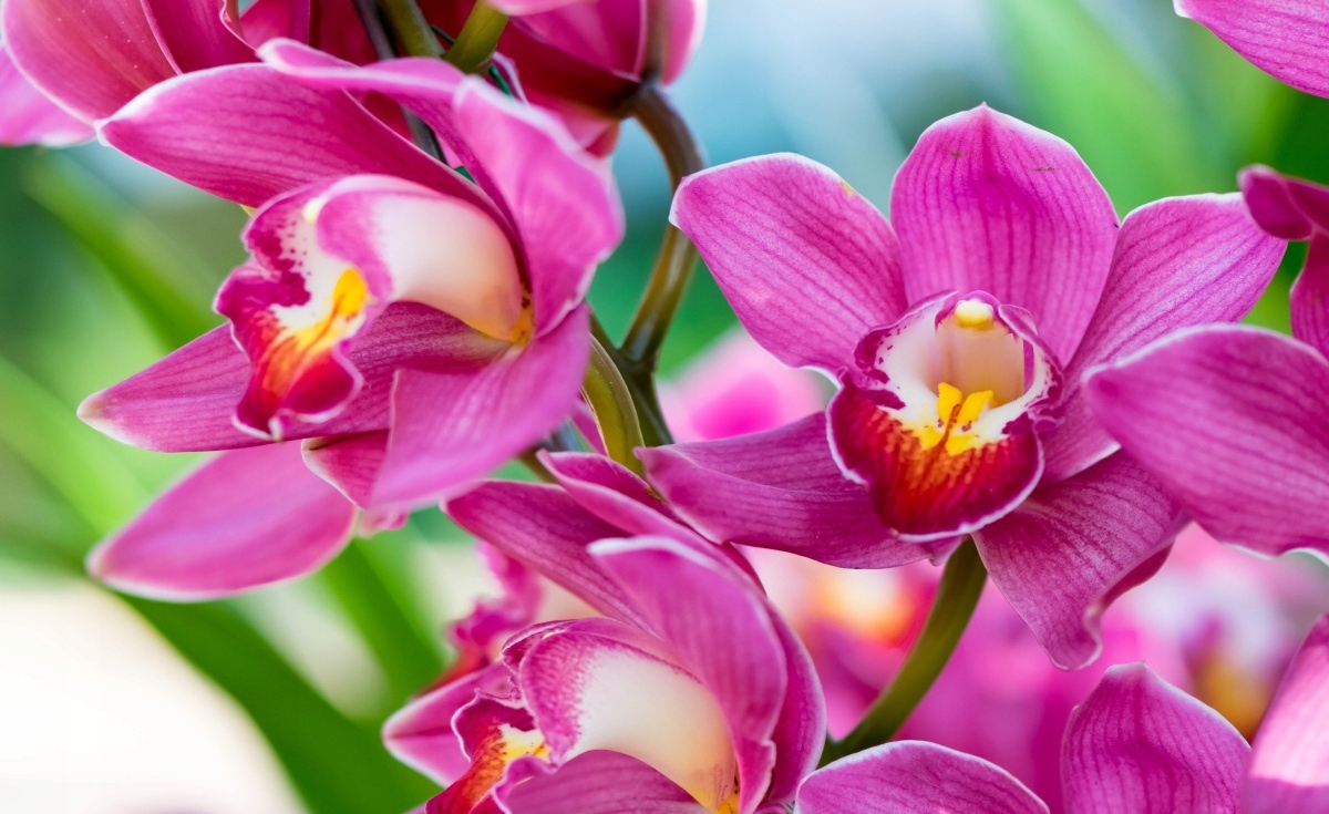 

Tapeta flizelinowa Różowe orchidee - 416x254