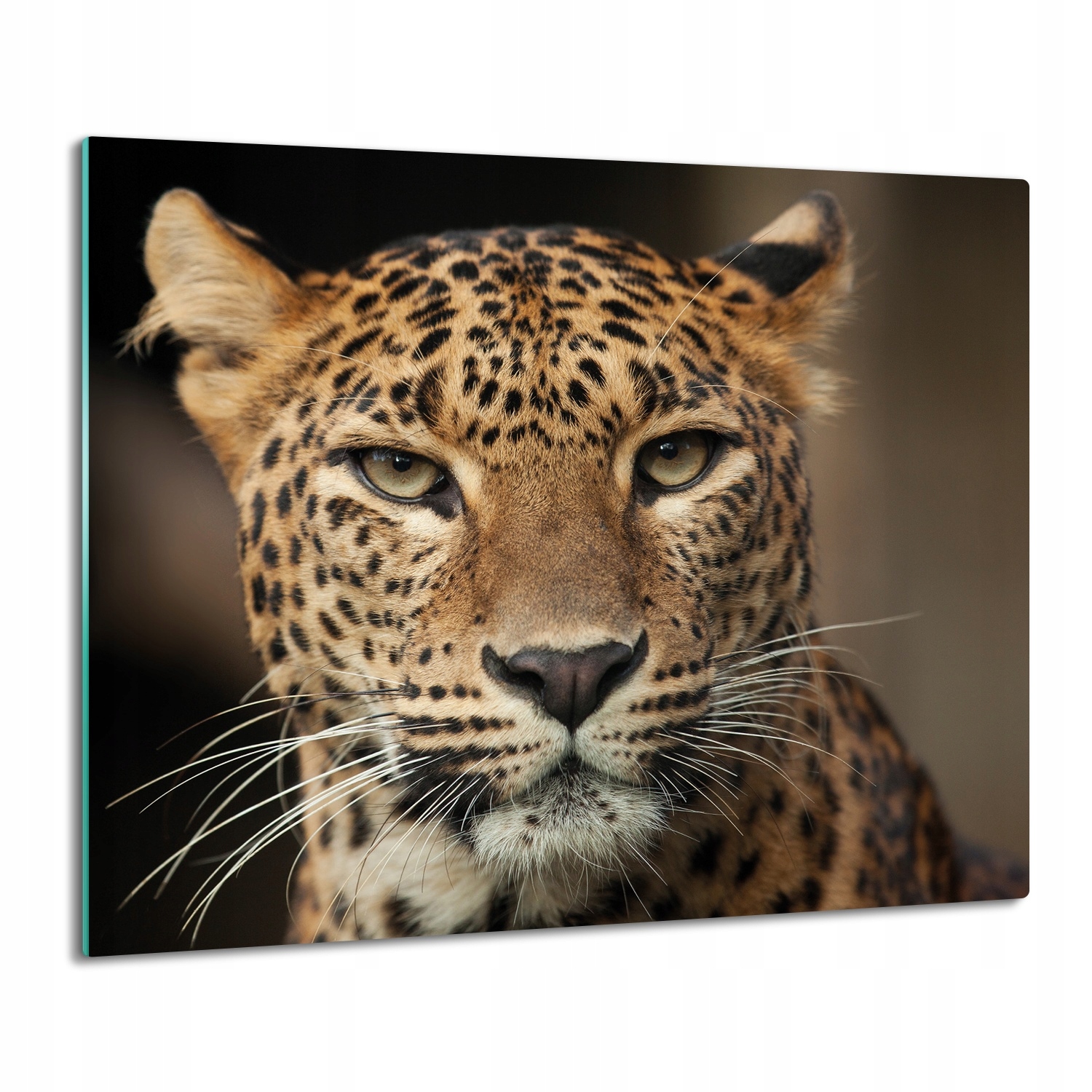 skleněná kuchyňská krytka Leopard skvrnitý 60x52