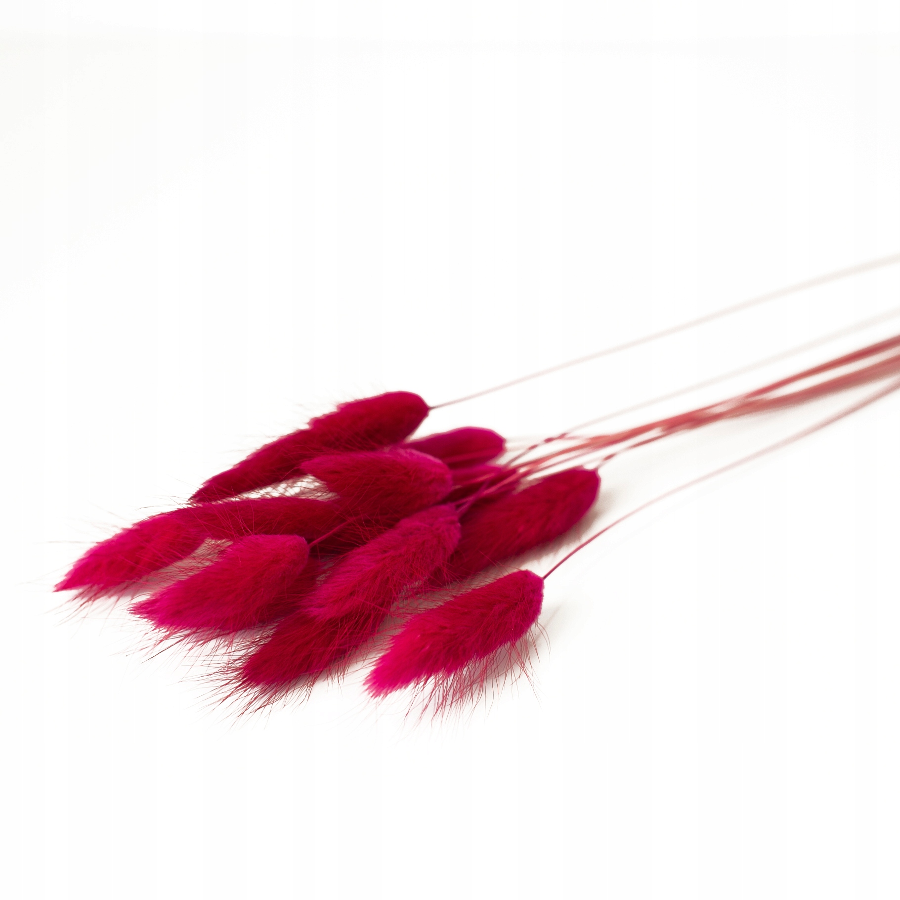 

Dmuszek jajowaty czerwony szuszone trawy kwiaty