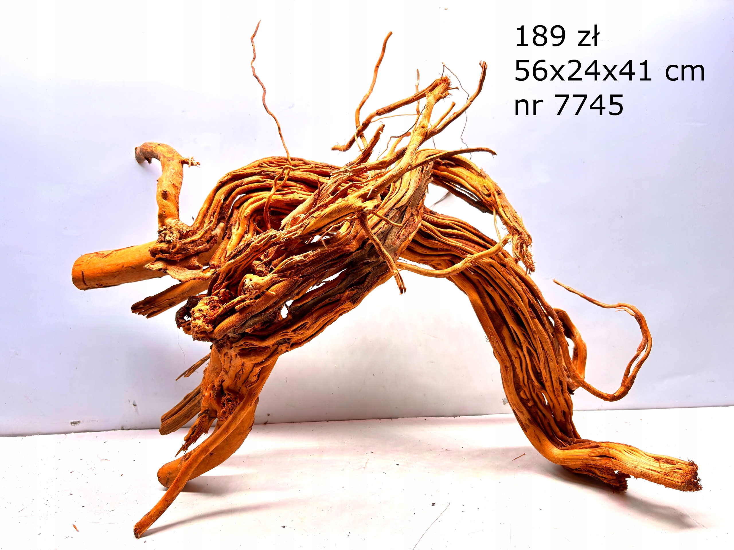 Korzeń japoński Red Moor nr 7745
