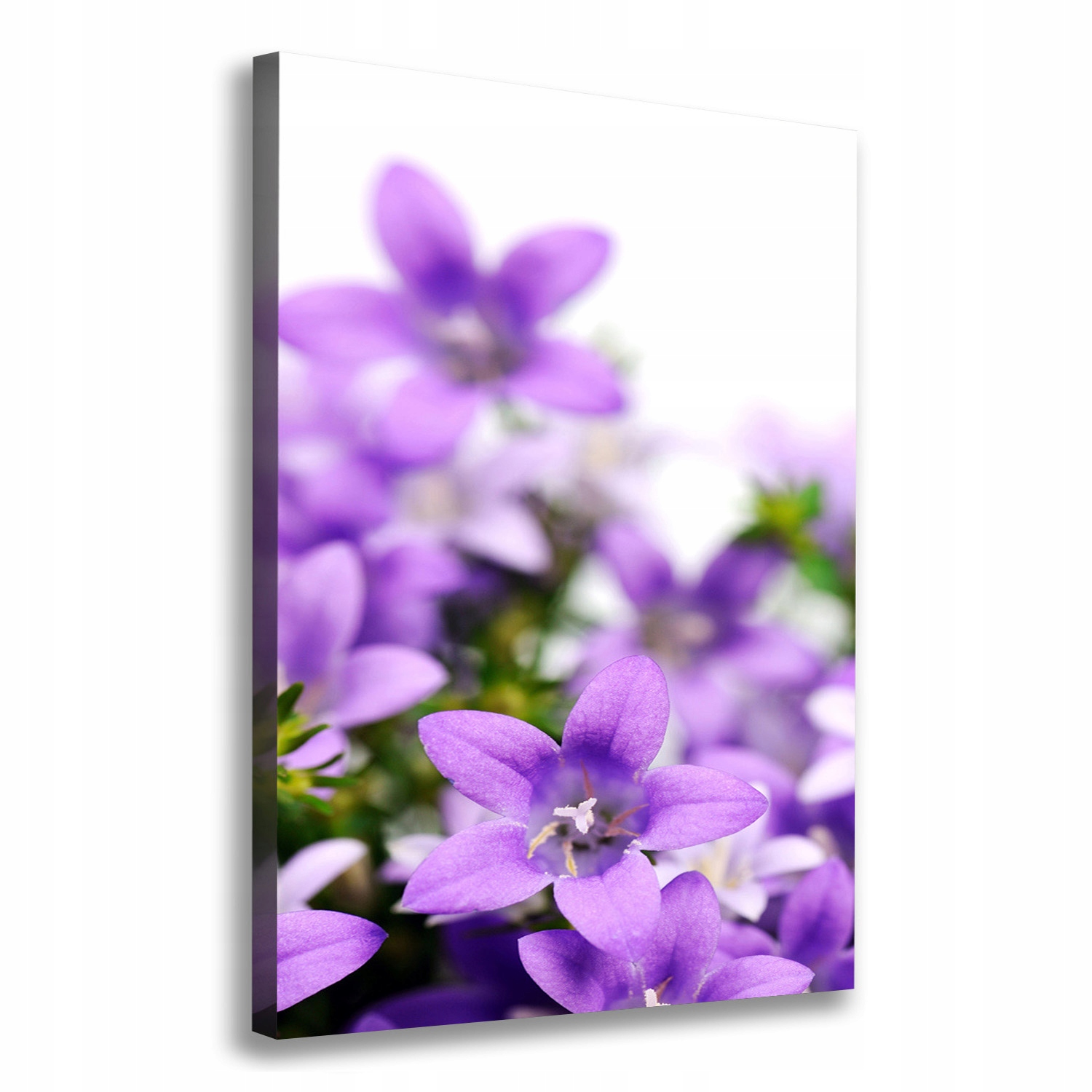 

Foto obraz na płótnie Fioletowe dzwonki 70x100 cm