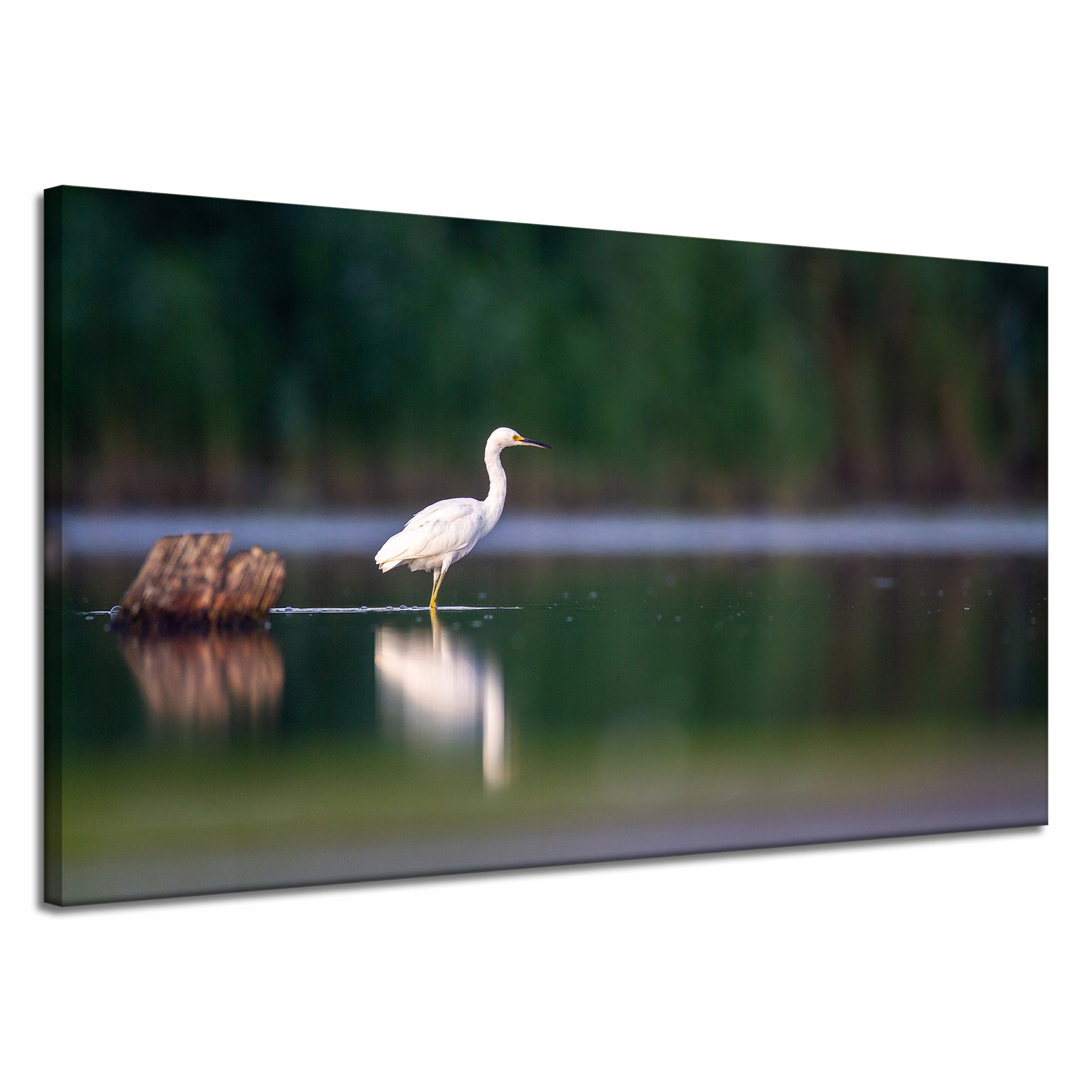 Obraz na plátně Zvířata Čapla Pták Rybník 120x70