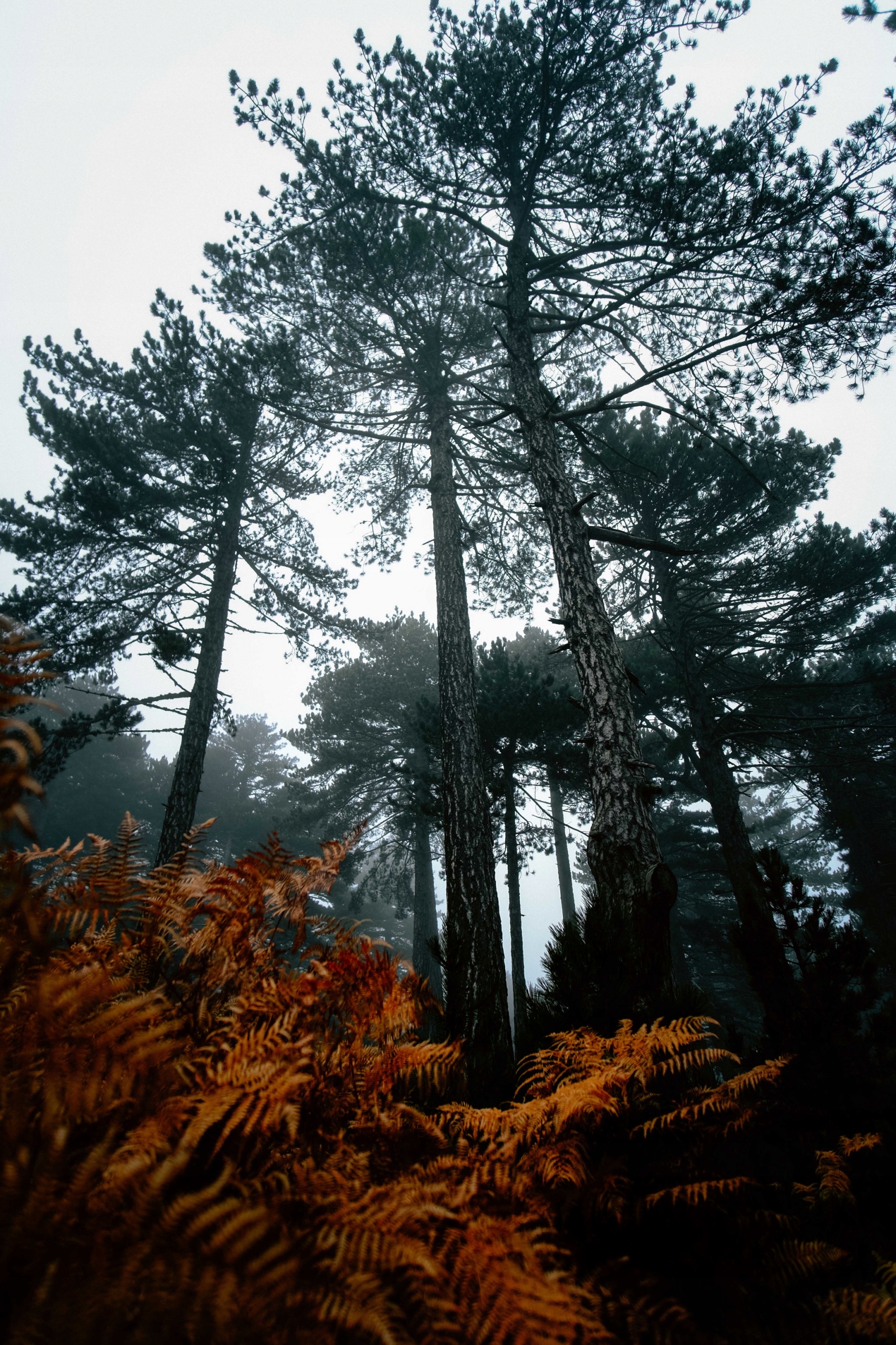 Samyang 12mm F2.0 AF Fujifilm X Obiektyw do matryc APS-C