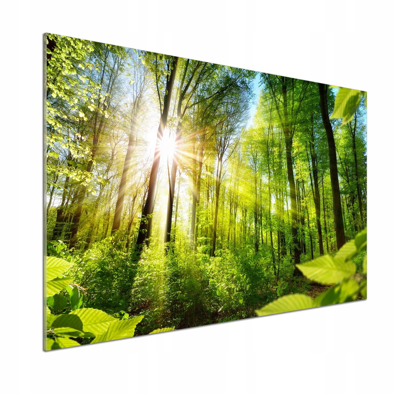Panel dekor sklo Les na slnku 100x70 cm Lepidlo