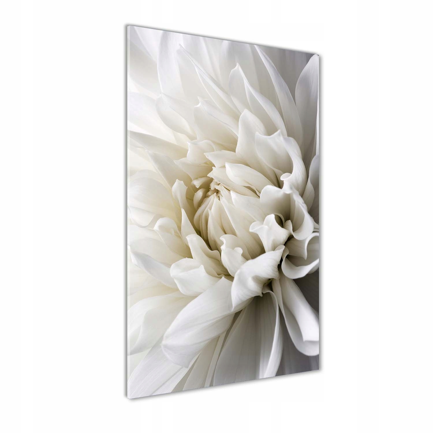 

Nowoczesny fotoobraz akrylowy Biała dalia 70x140cm