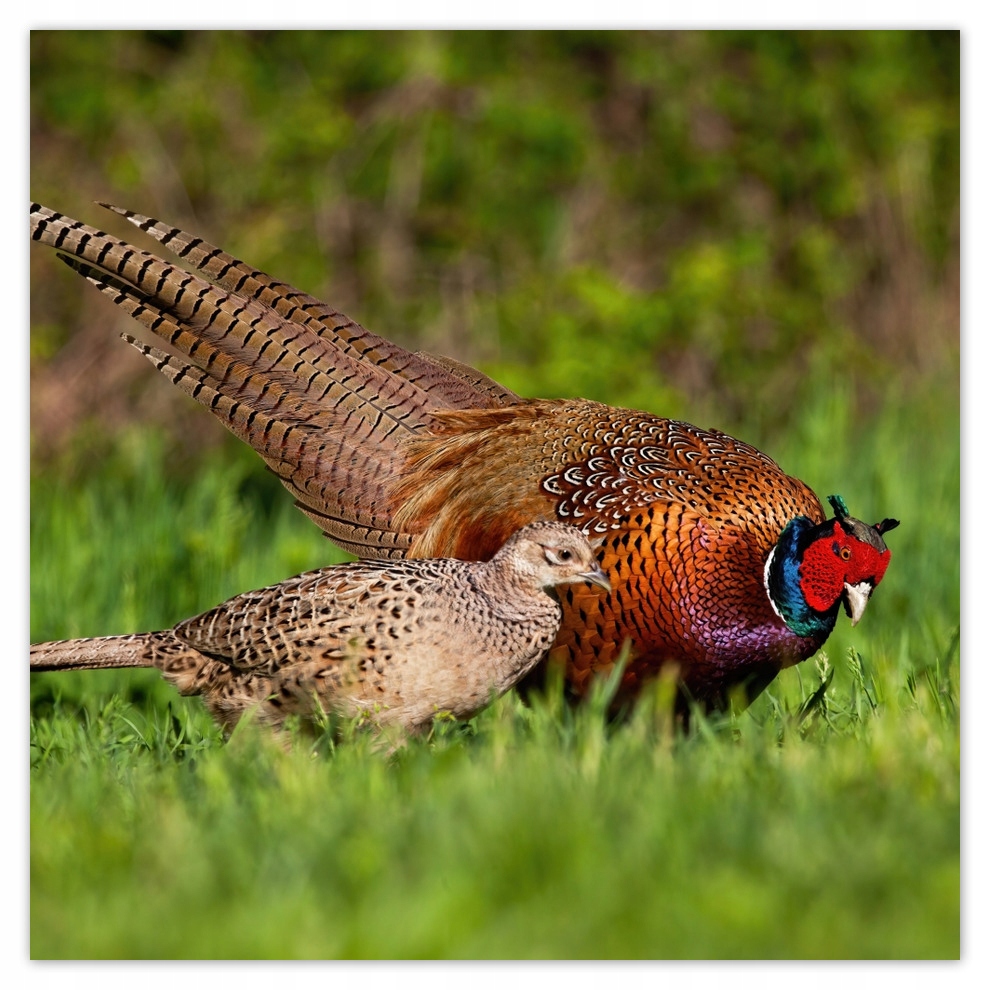 

Fototapety flizelina 208x208 Rodzina bażanatów